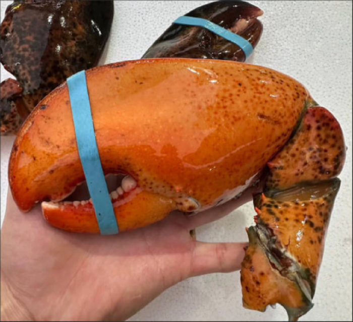 LIMITED EDITION: Giant Deep-Sea Lobster Pincers 🔥 Hurry up!