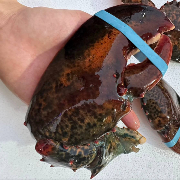 LIMITED EDITION: Giant Deep-Sea Lobster Pincers 🔥 Hurry up!