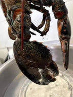 Live Maine Lobster 