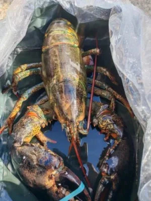 Live Maine Lobster 