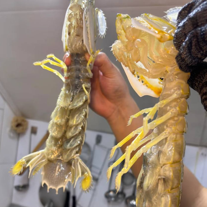Fresh Mantis Shrimp (Xia Ba / 虾婆) – Wild Caught, Large Size