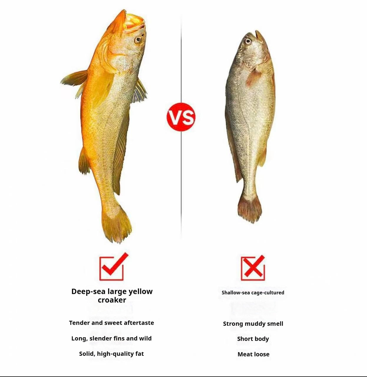 Deep sea large yellow croaker