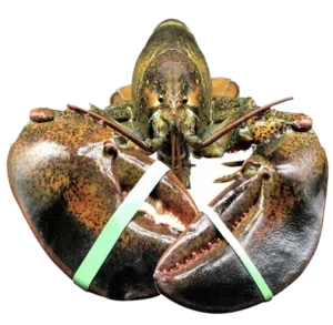 Live Maine Lobster 