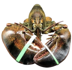 Live Maine Lobster 